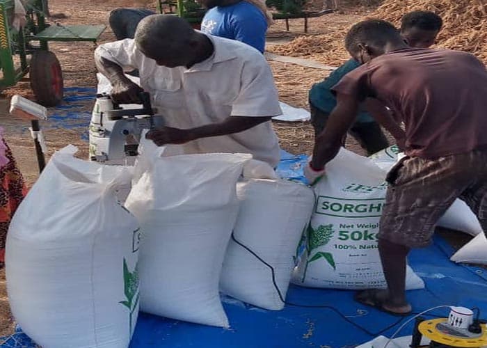 Processing grains for distribution