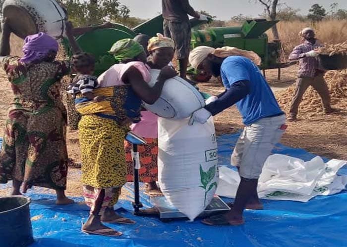 Workers sealing bagged grain for storage