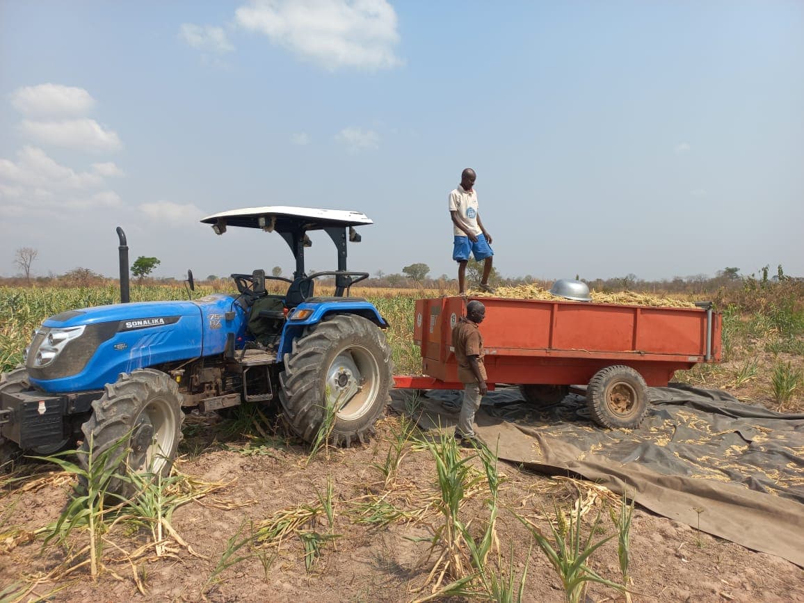 A tractor and trailer loaded with maize cobs for an outgrower