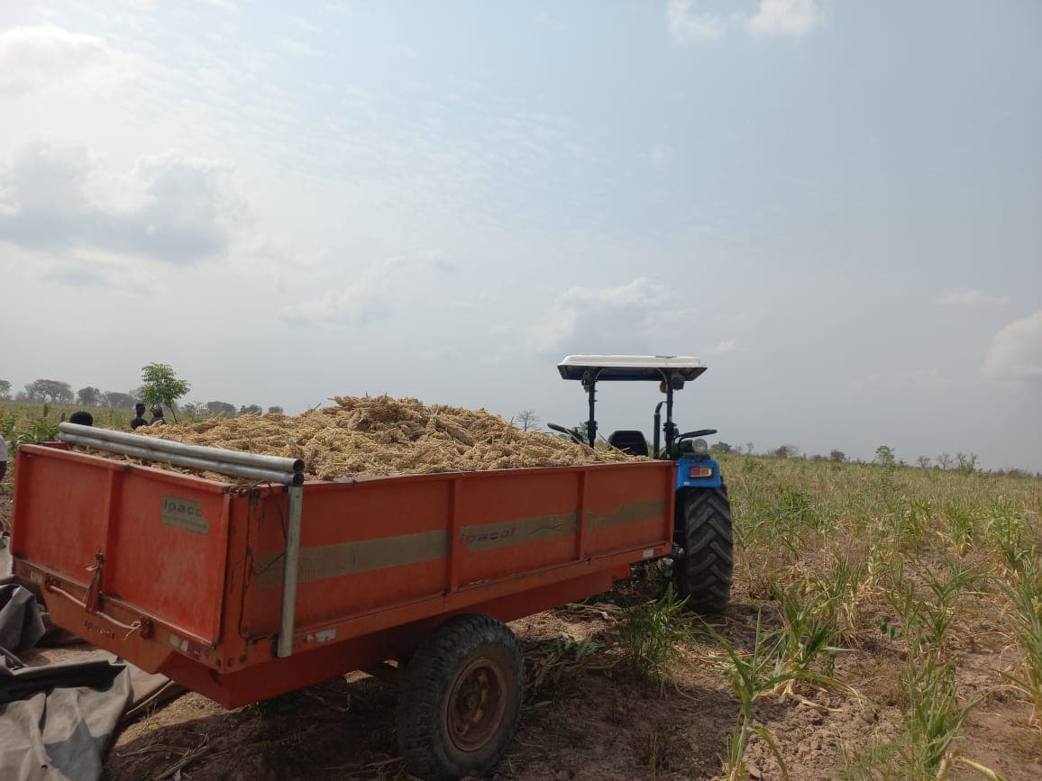 A trailer loaded with freshly harvested maize, ready to move off the field