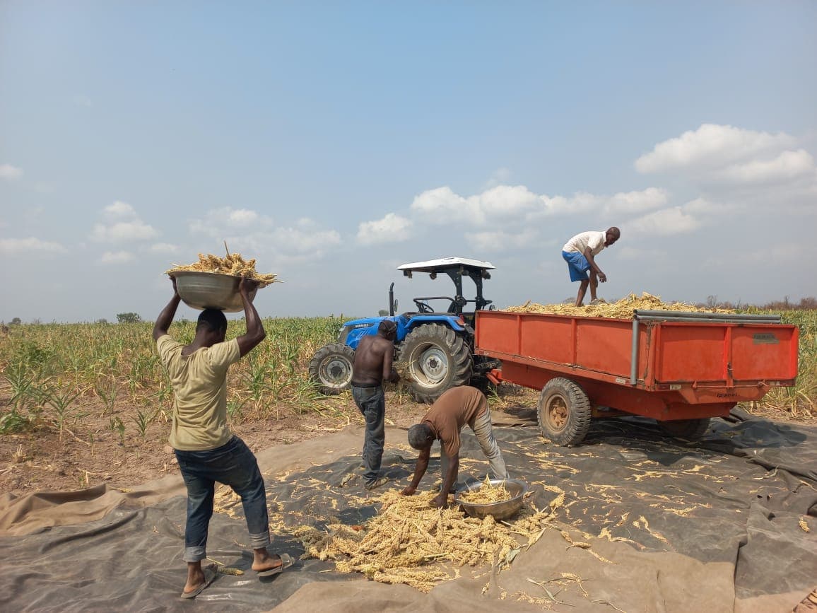 Carrying a basin of harvested maize up to the trailer