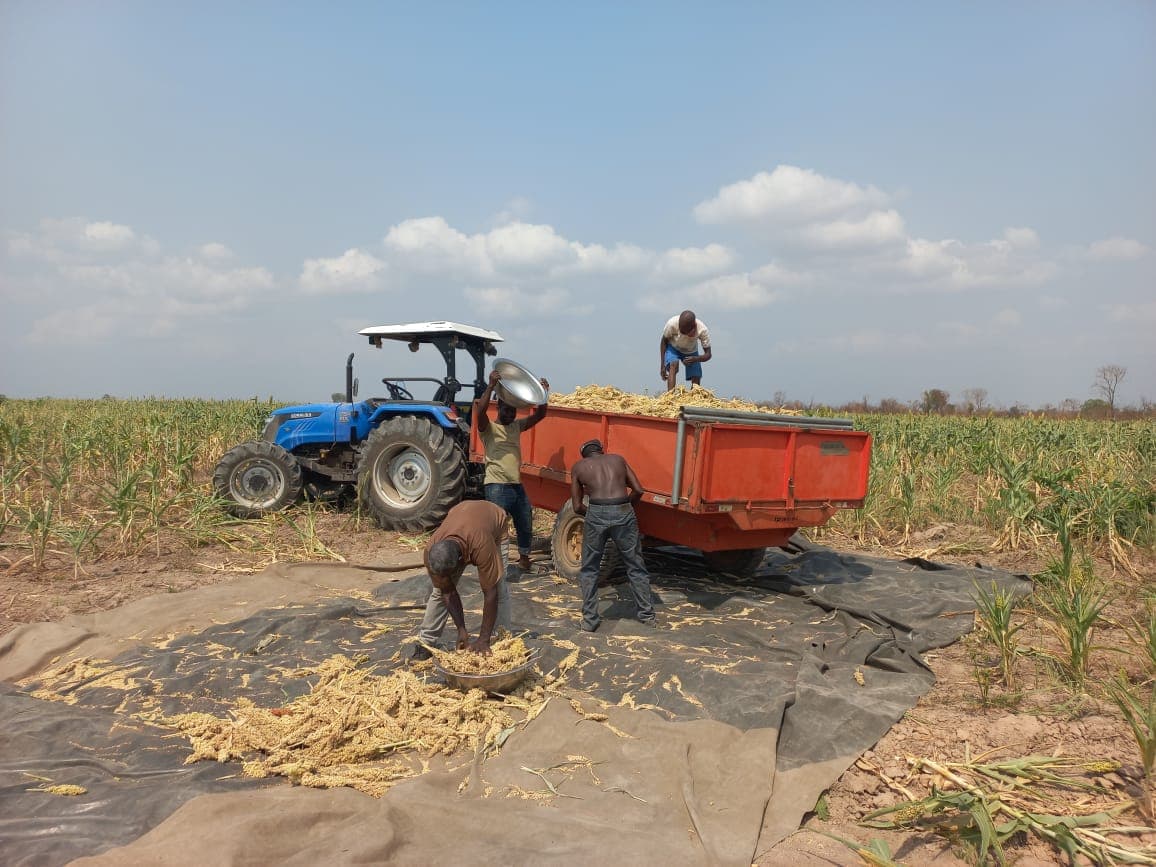 Loading continues as the trailer fills with harvested maize