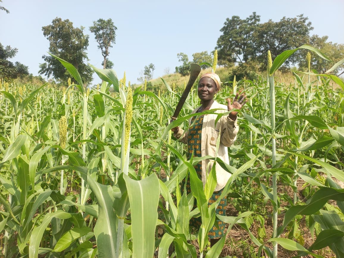 A farmer among her growing sorghum