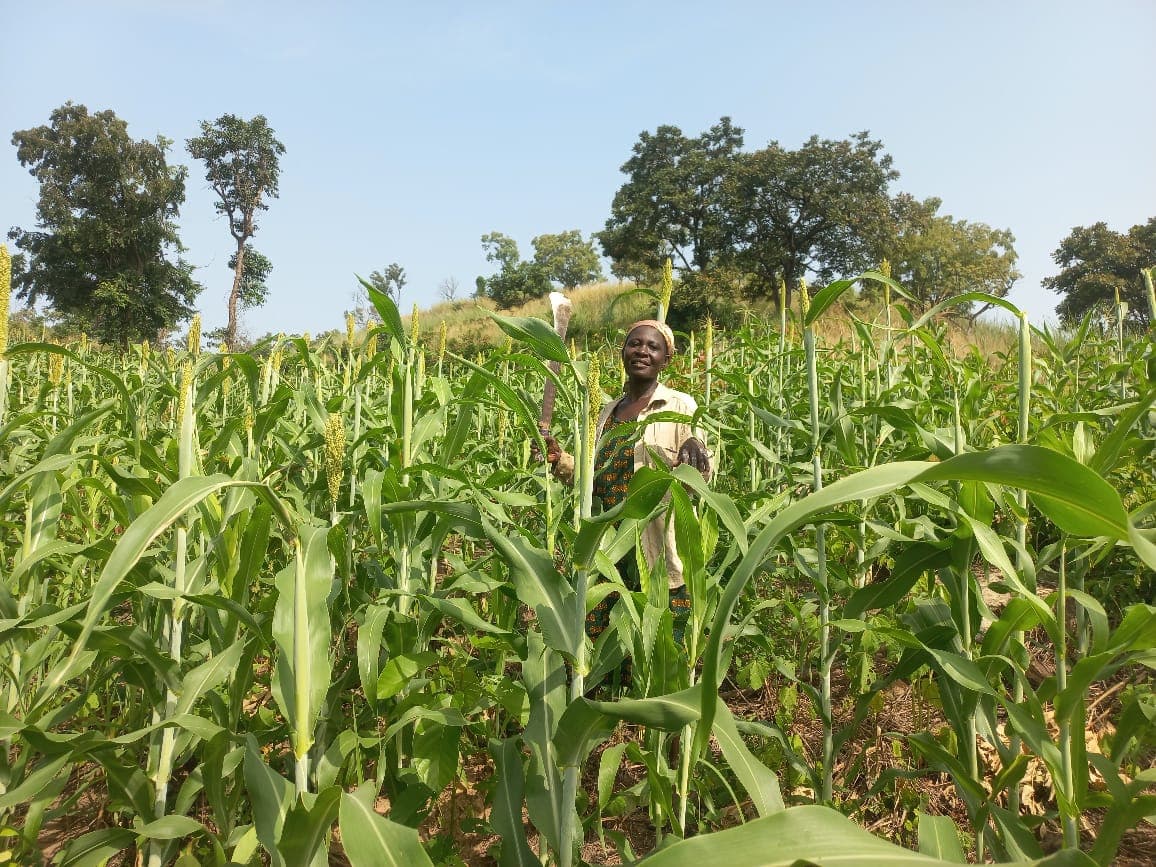 A farmer standing among tall sorghum stalks