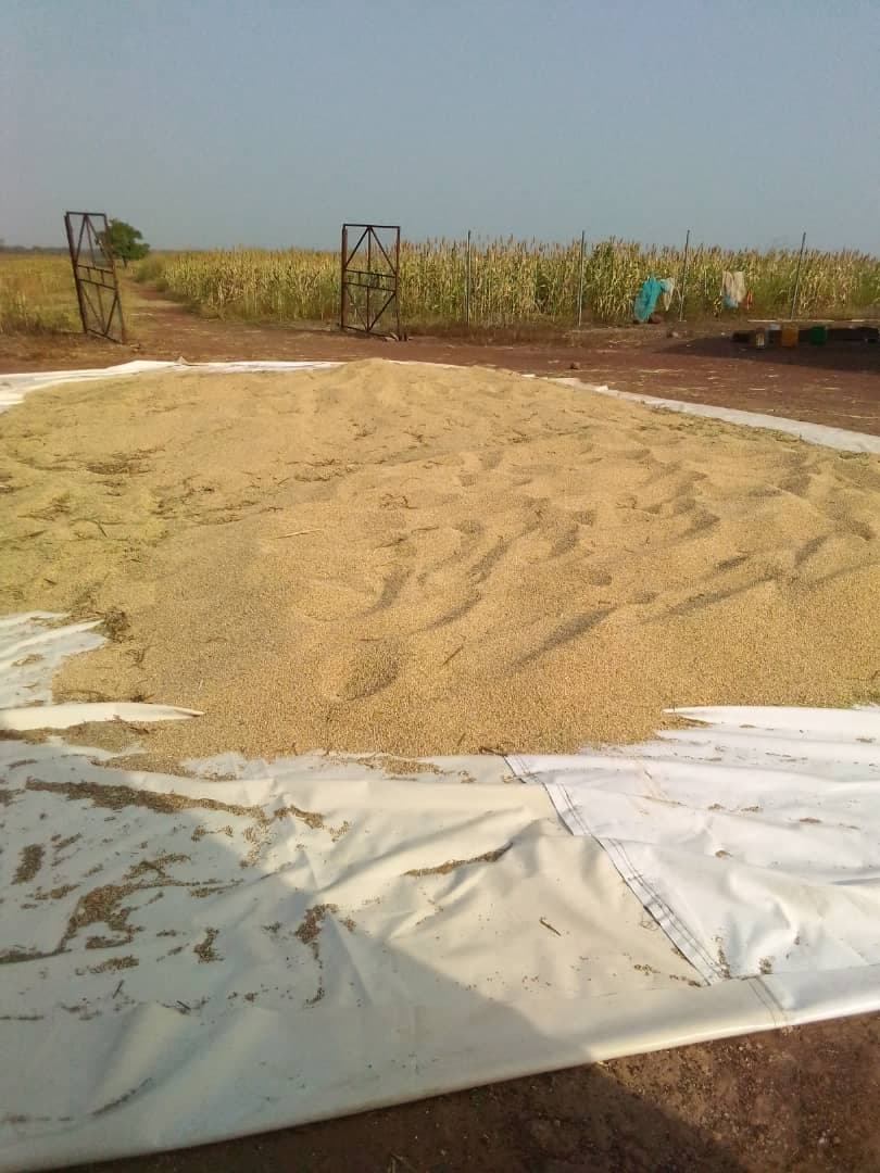 Grain laid out to dry on a tarp