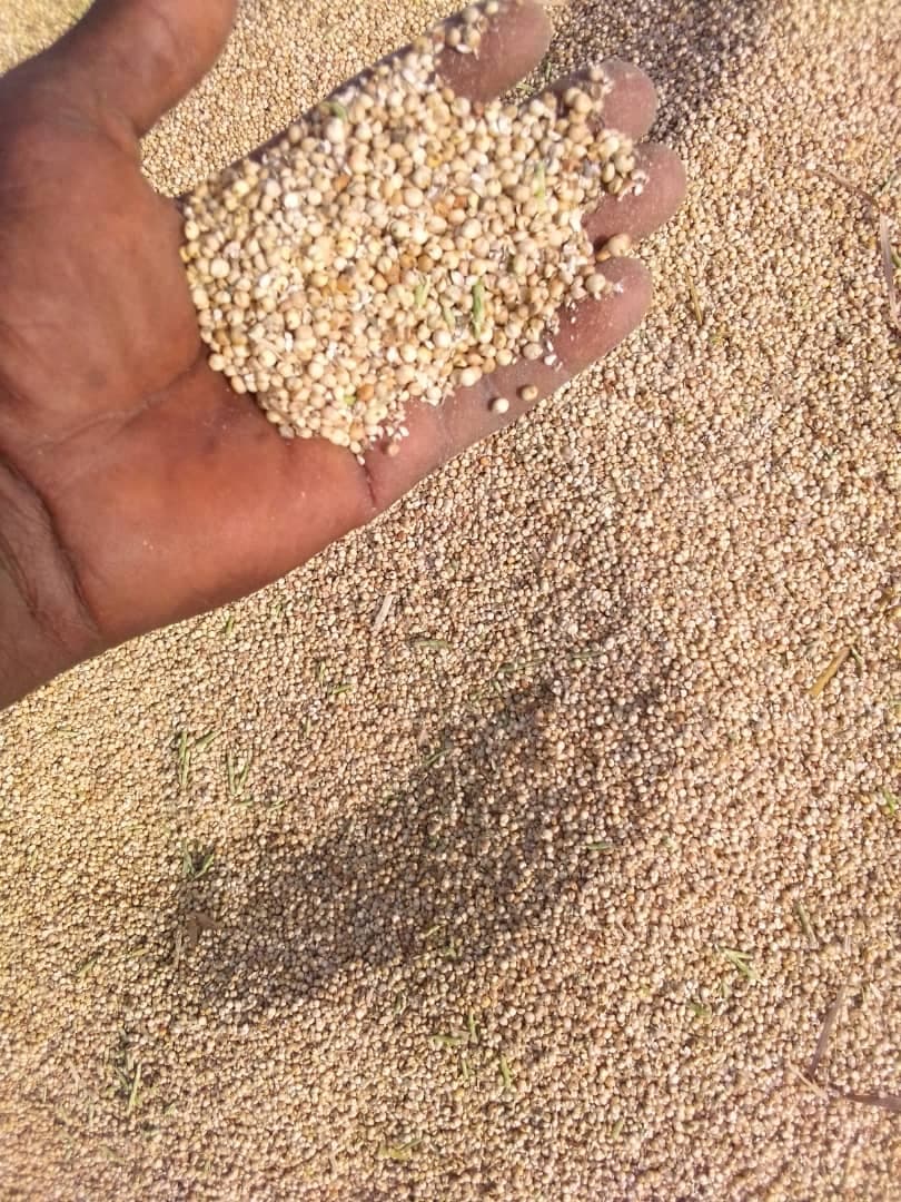 A handful of threshed sorghum