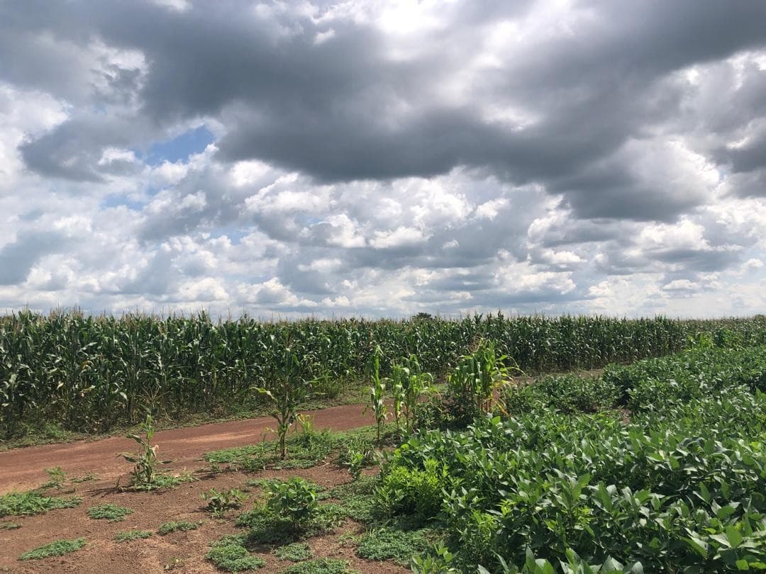In-field inspection of soybean plant health and pod formation