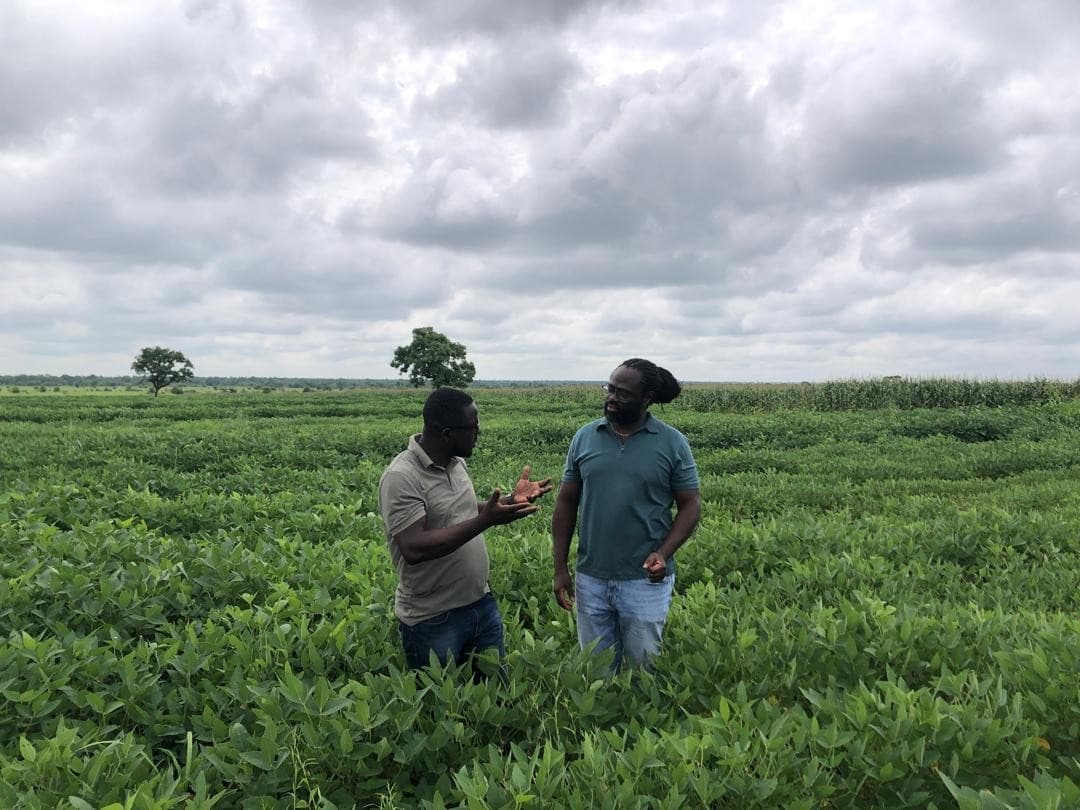 Detailed inspection of soybean foliage and flowering