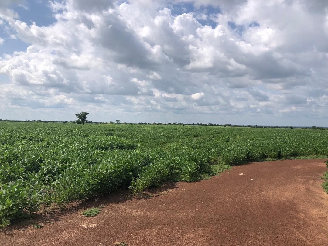 Field overview discussion on commercial farming operations