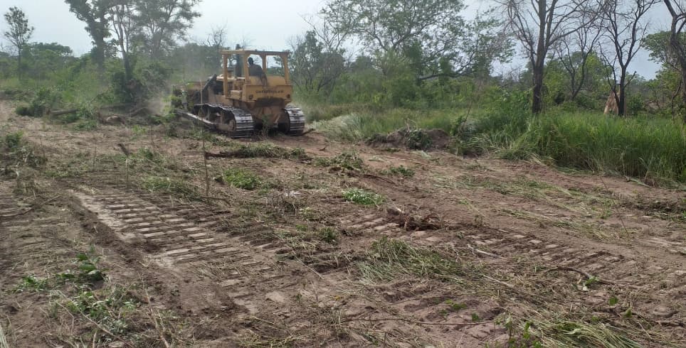 A dozer clearing bush ahead of cultivation