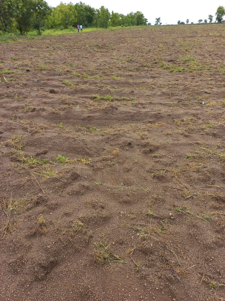 Land cleared and ready for the next planting