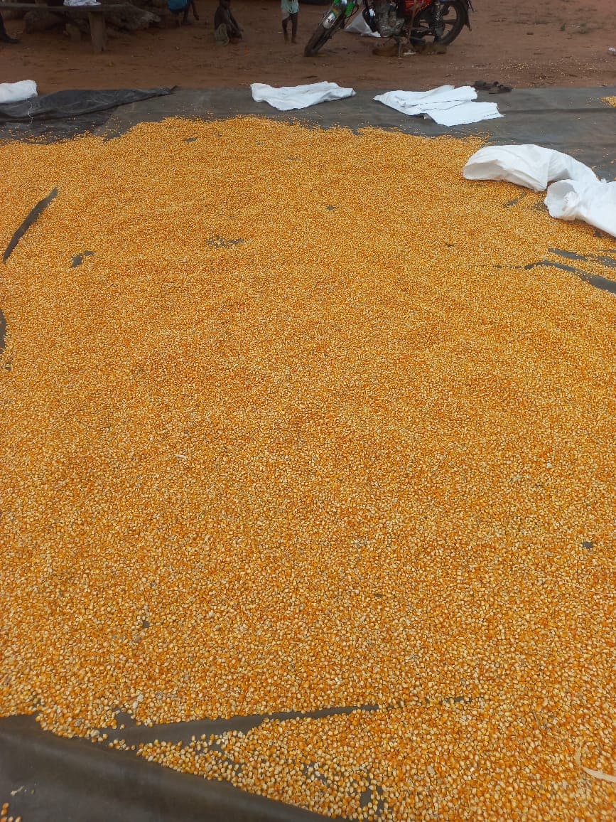 Maize drying on tarpaulins ahead of bagging