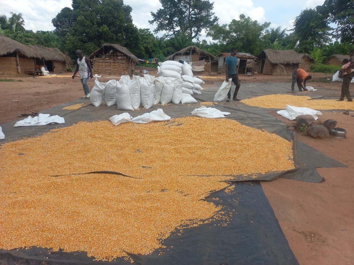 Maize laid out to dry at a village aggregation point