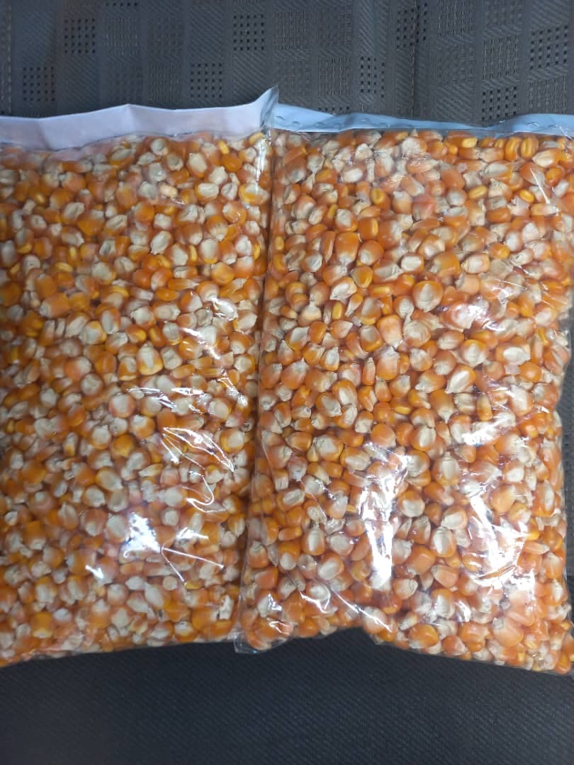 Maize kernels bagged as samples