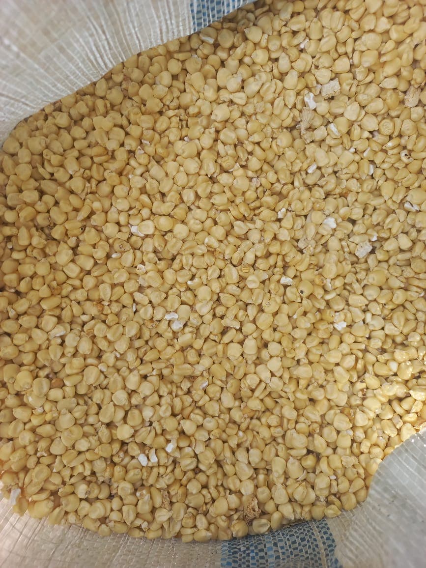 Cleaned white maize ready for bagging