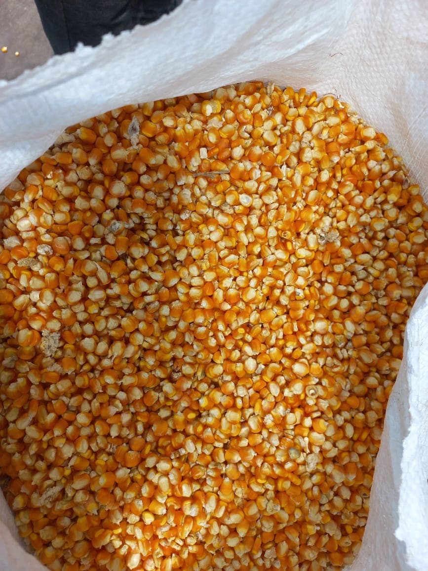 Cleaned yellow maize ready for bagging