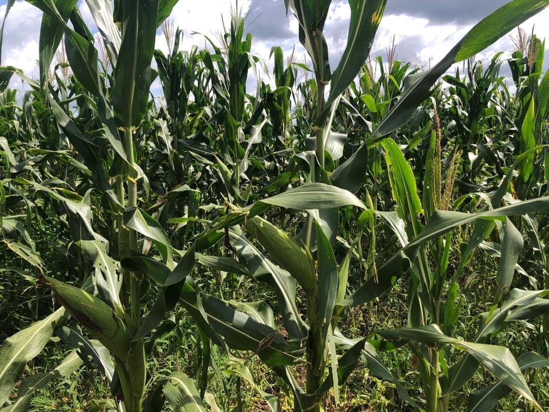 Mature maize plants reaching full height before harvest