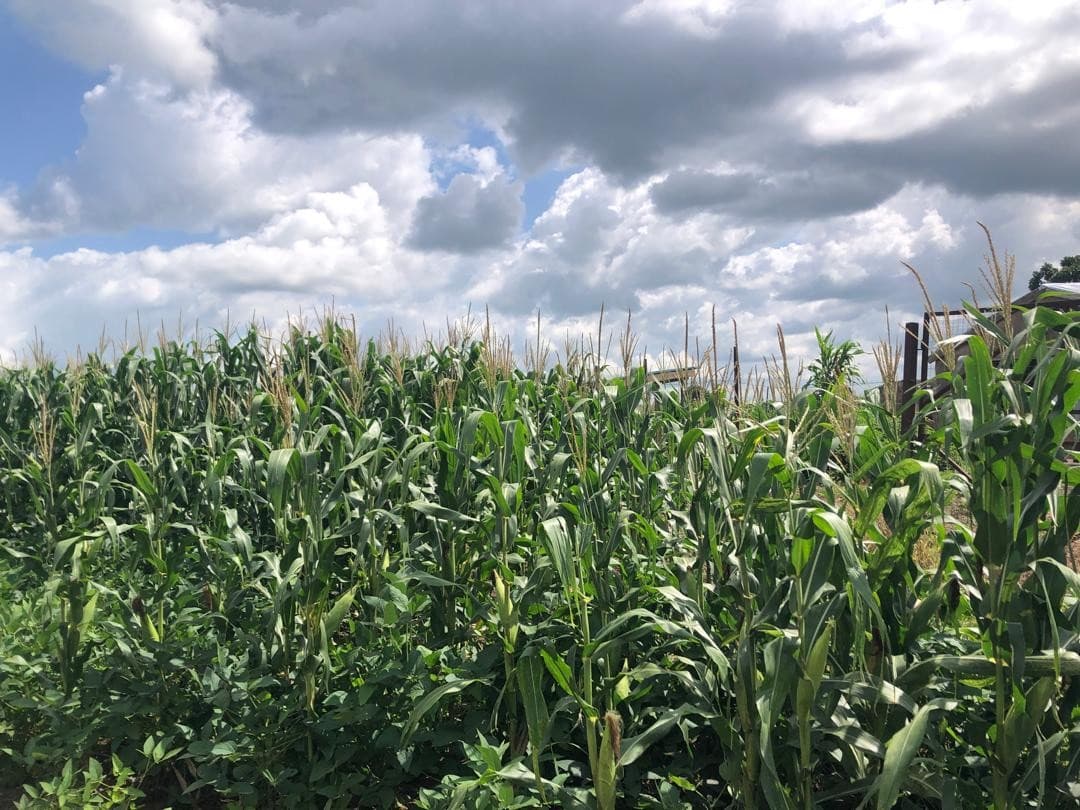 Mature maize and legume cultivation under open skies