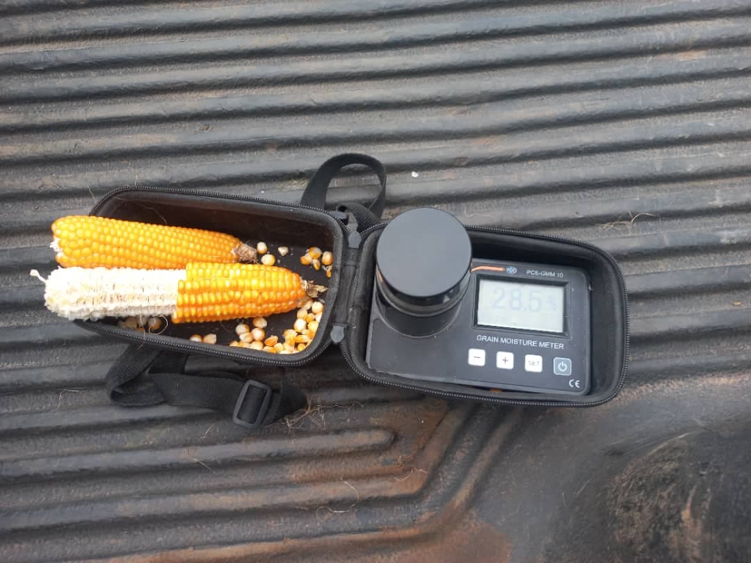 Testing maize moisture in the field ahead of harvest
