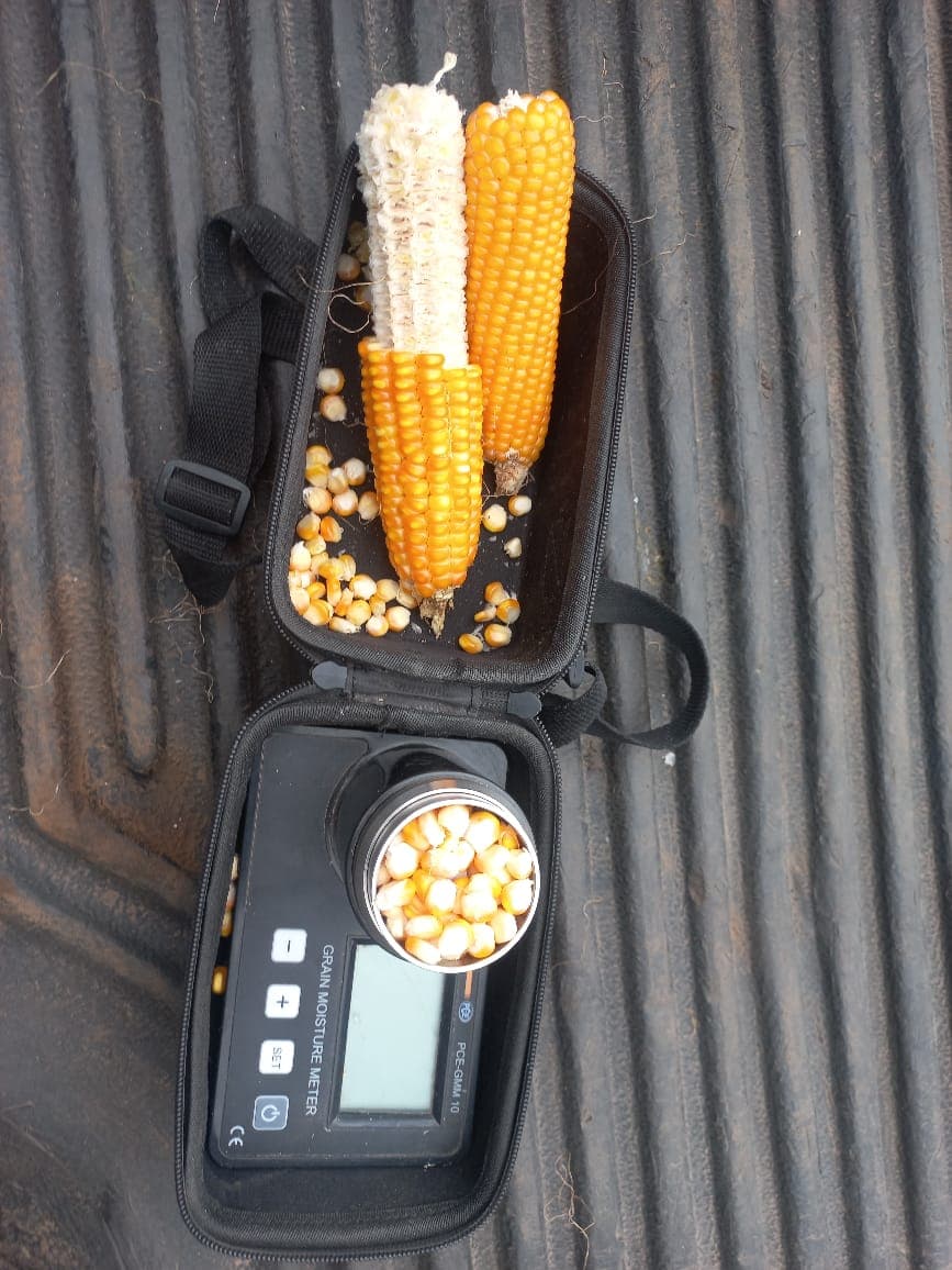 Cobs and a kernel sample checked ahead of harvest