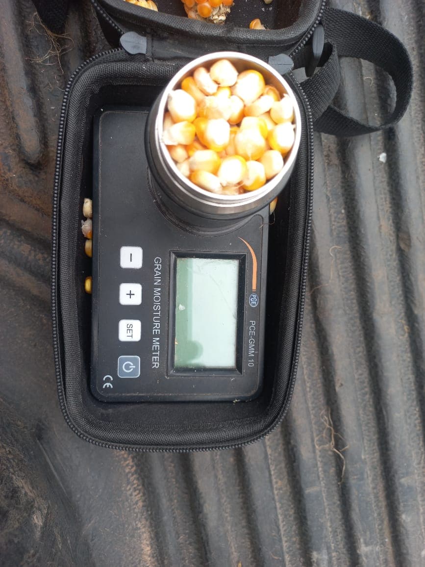 Kernels loaded into the moisture meter's test chamber