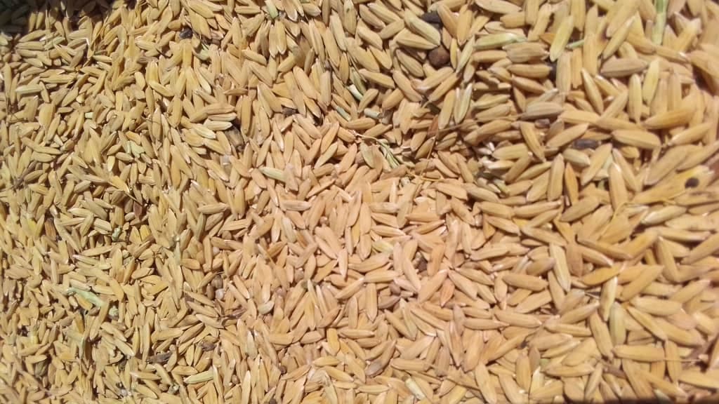 Close-up of harvested rice grain