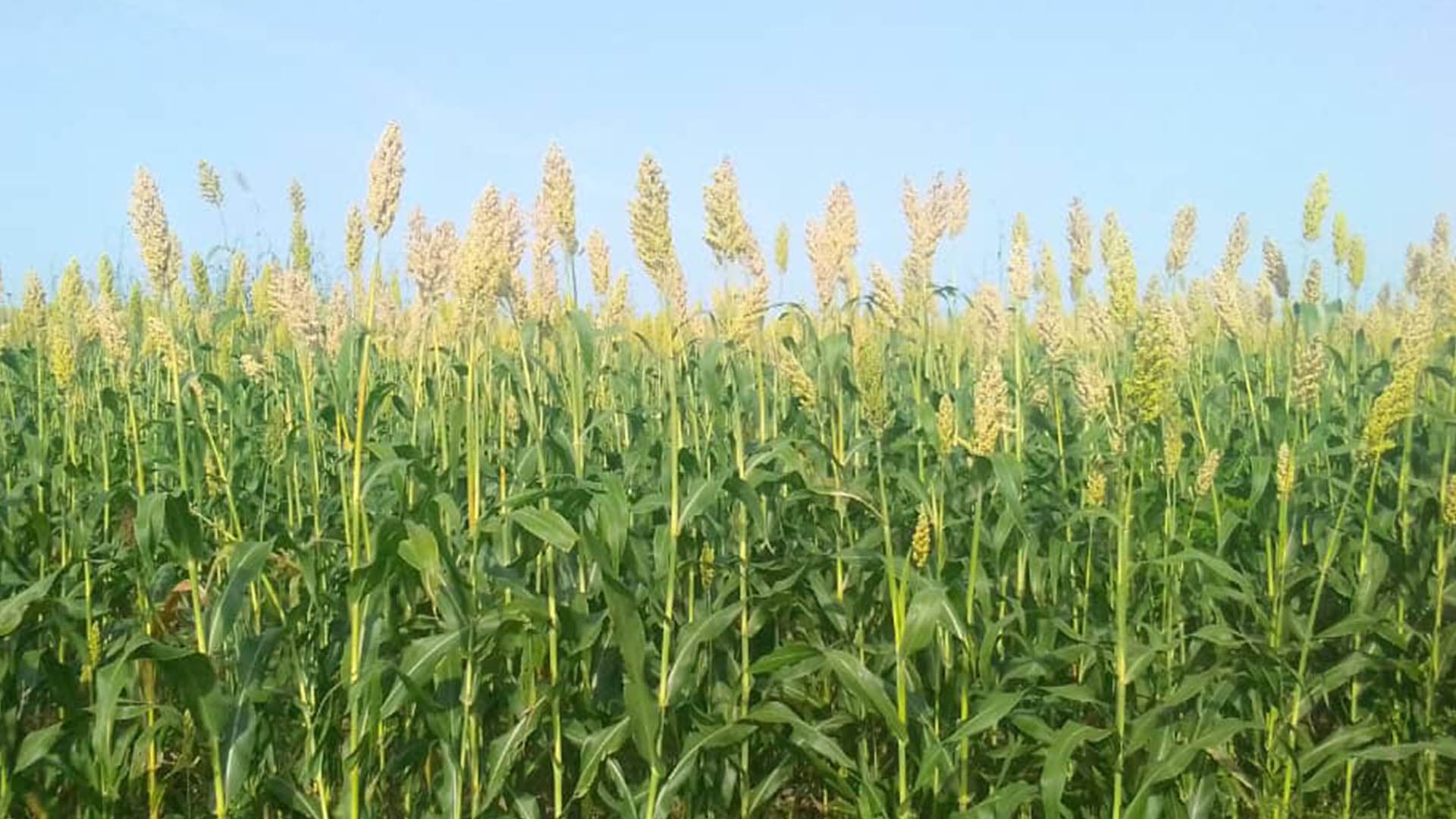 Sorghum standing tall against a clear sky
