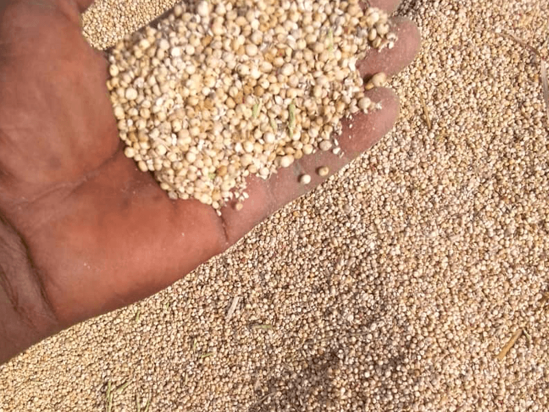 A handful of processed sorghum grain