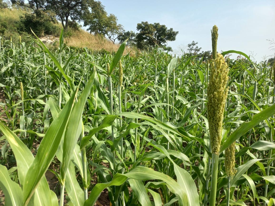 Sorghum heads ripening in the field