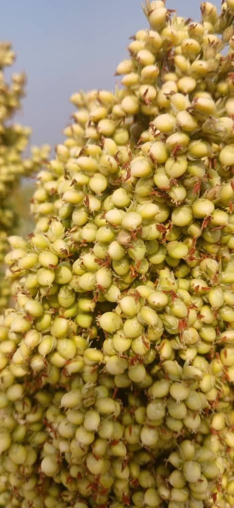 A sorghum head still ripening on the plant