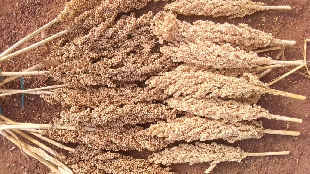 Sorghum heads laid out after harvest
