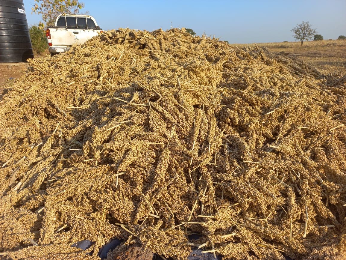 A threshed sorghum pile ready for bagging