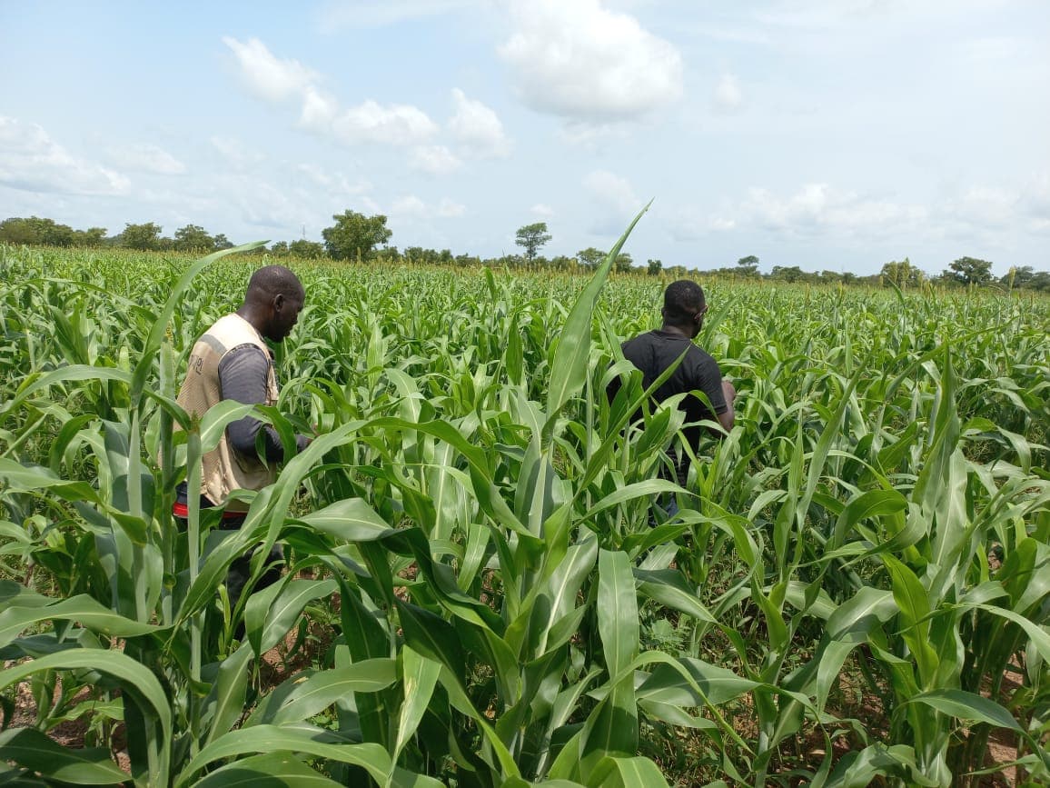 The field team walking a maize plot