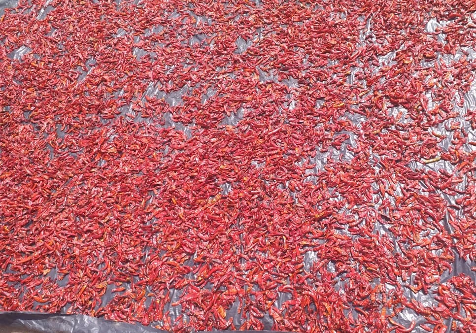 Chili Pepper