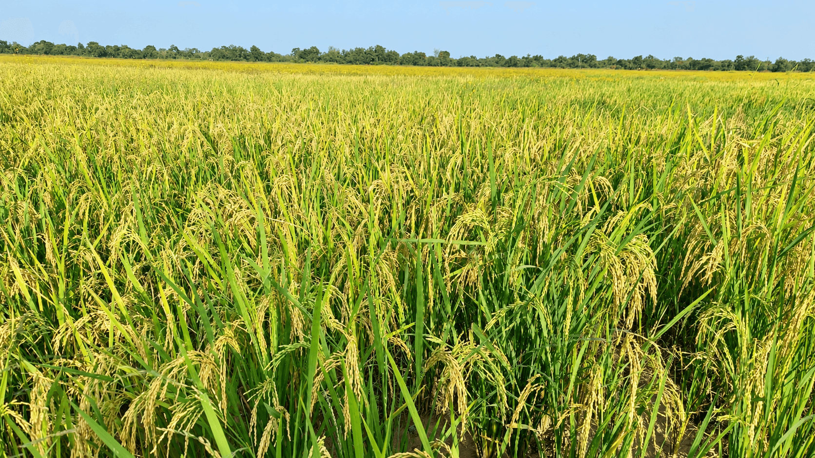 Paddy Rice