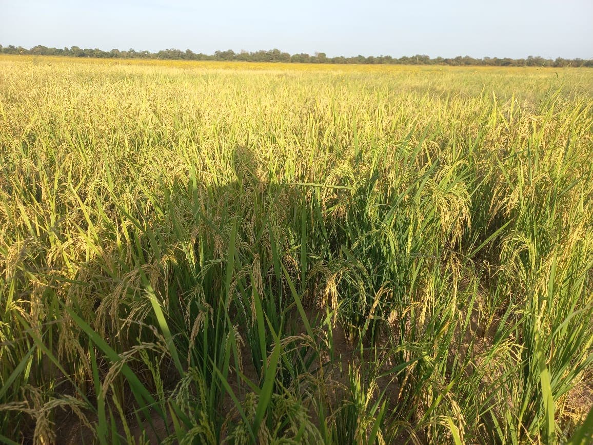 Paddy Rice