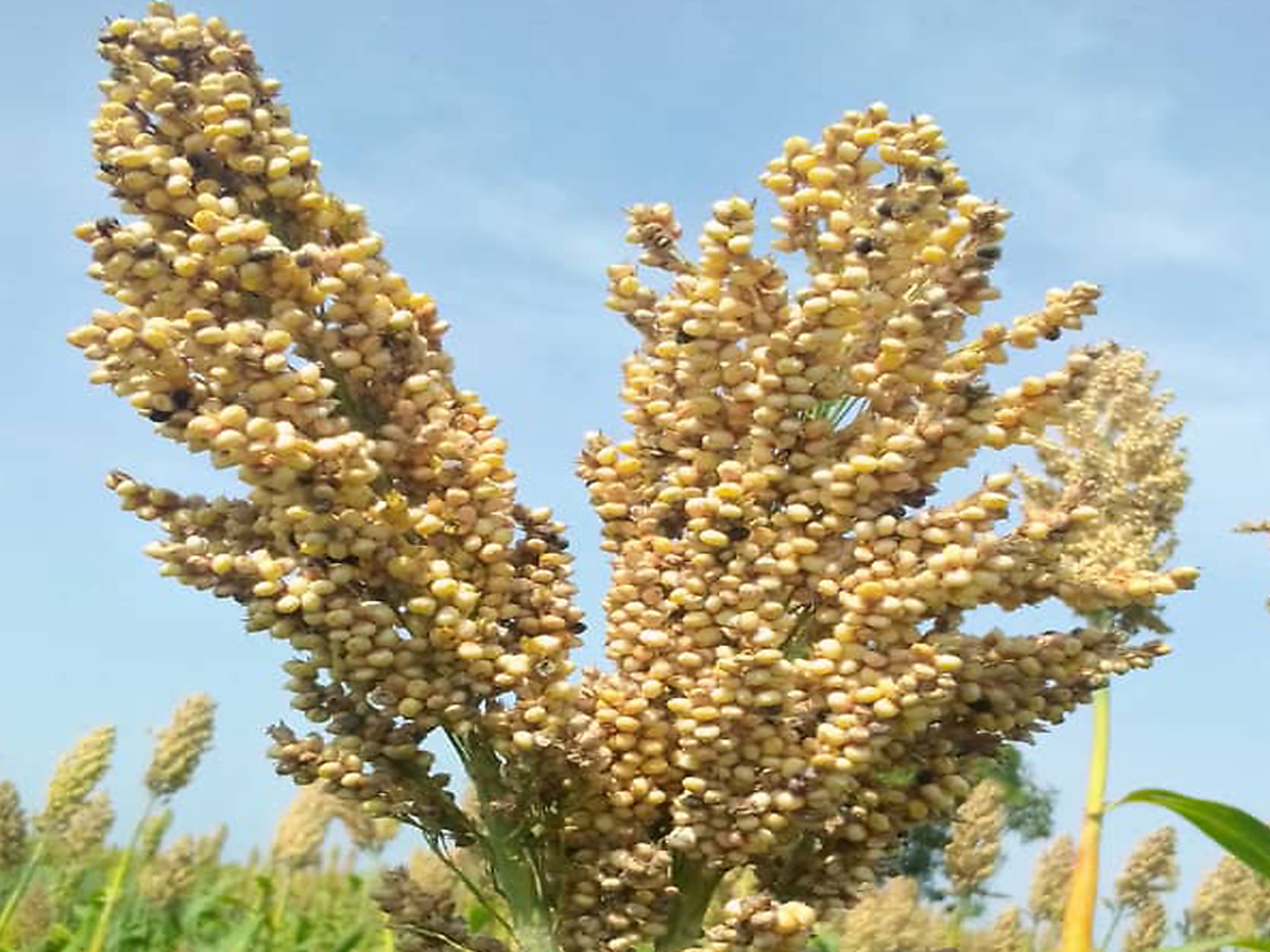 iFeed farmer inspecting sorghum in the field