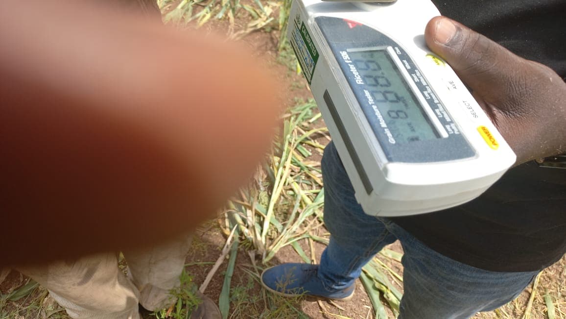 A grain moisture meter reading maize kernels in the field