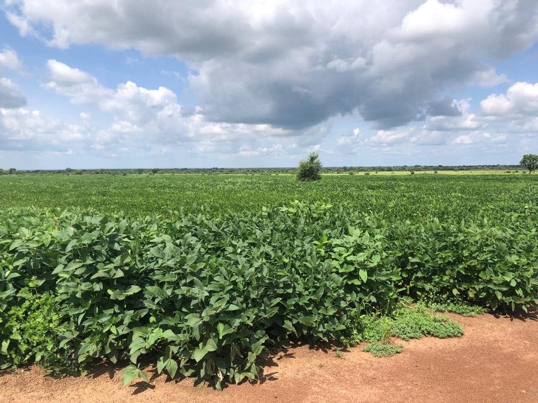 Soybean