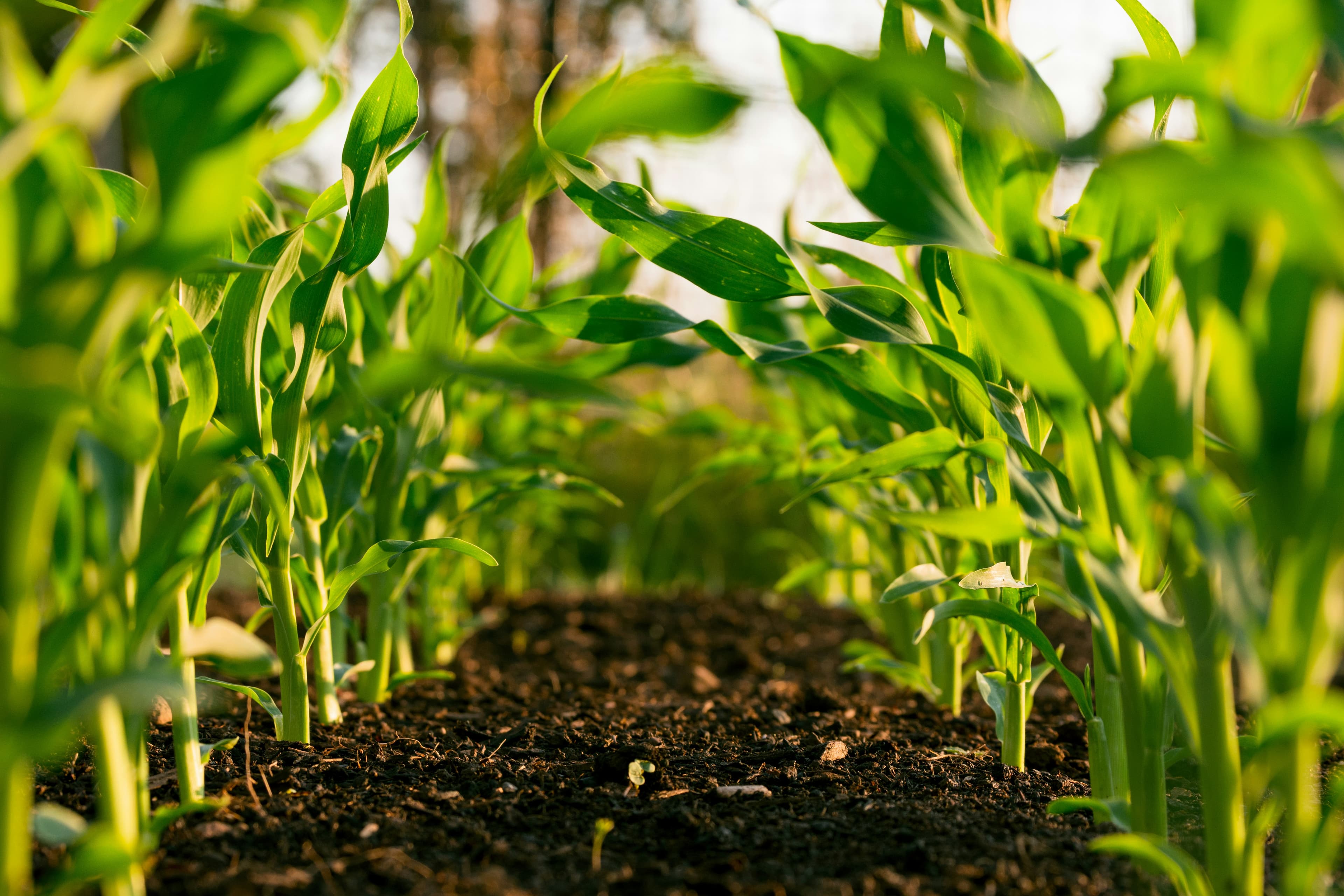 Close-up rows of young maize seedlings emerging from dark, tilled soil